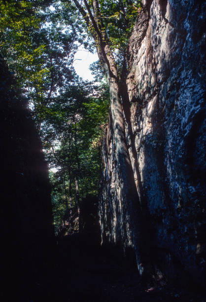 Giant City State Park  - Tree Next to Rock Wall - 1976