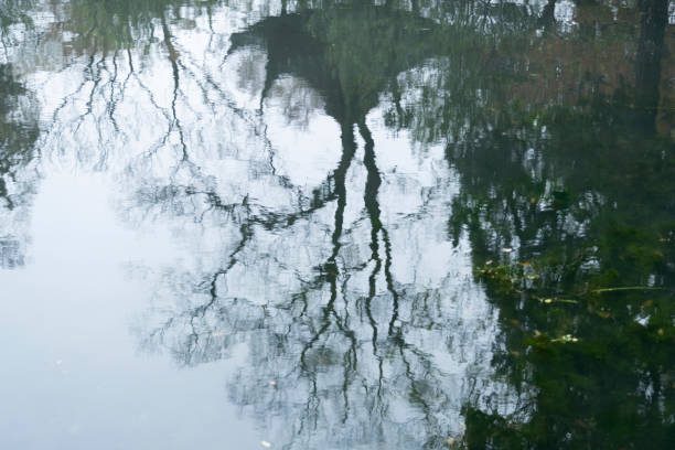 il riflesso degli alberi sul lago - spring forest scenics reflection foto e immagini stock