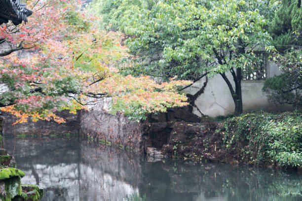 istock Maple trees by the lake in autumn 1311486151