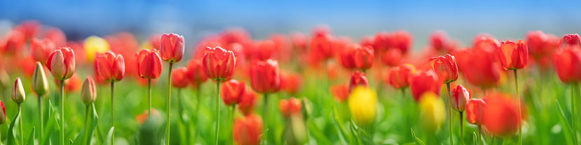 Tulips in flowerbeds in the garden in spring. Beautiful panorama of red and yellow flowers.