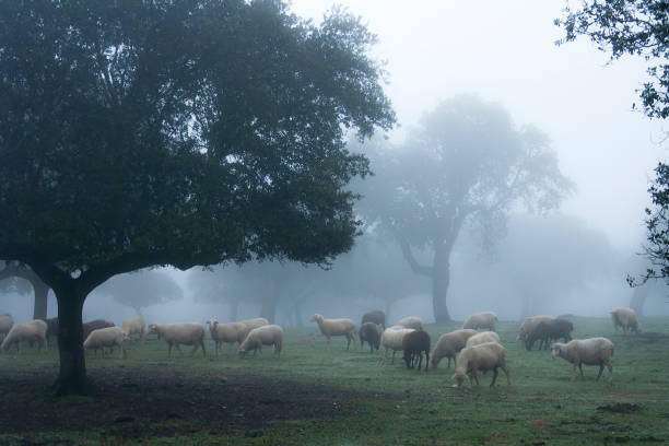 flock of sheep by night