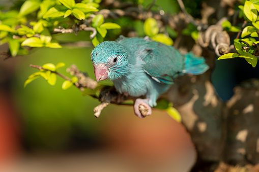 Little Bird. The parrot is happy on the tree. Parakeet on the tree, Bird Forpus xanthops parrot on leaf. Close Up Puppy Parrot.