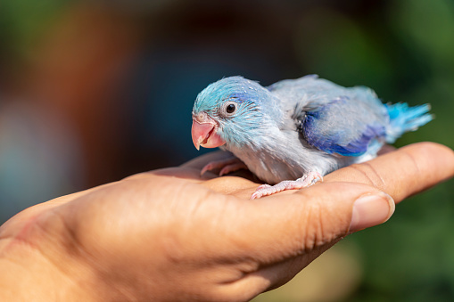 Little Bird. Close Up Puppy Parrot Forpus xanthops. The parrot is happy on the hand. Parakeet on hand,