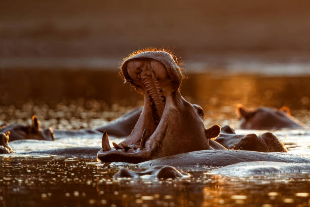 hippopotame bâillant dans le parc national de mana pools - animal hippopotamus africa yawning photos et images de collection