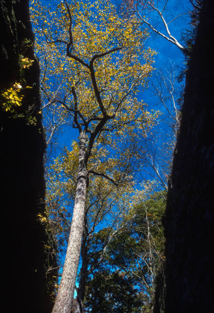 parque estadual giant city - árvore entre paredes rochosas - 2002 - slide rock state park - fotografias e filmes do acervo