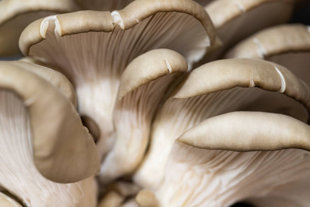 istock Oyster mushrooms close-up. Macro wallpaper, background 1311487902