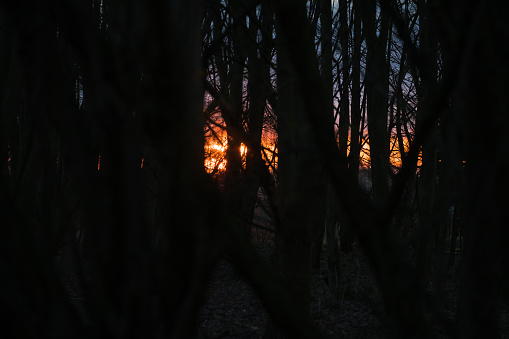 A blazing sunset through the bare trees of a grove in March.