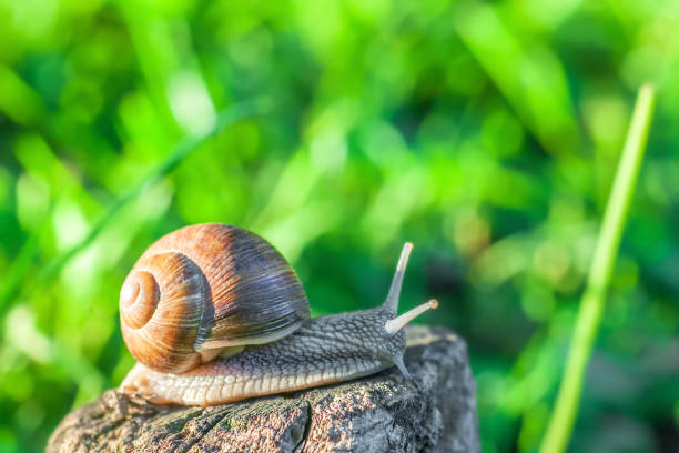 caracol de jardín se arrastran en el viejo tocón del árbol en el día de la luz del sol - remote shell snail isolated fotografías e imágenes de stock