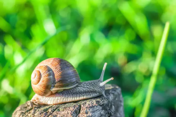 Photo of Garden snail crawl on old tree stump in sunlight day