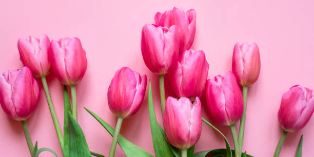 istock Fresh tulip flowers on a pink background. 1311492428