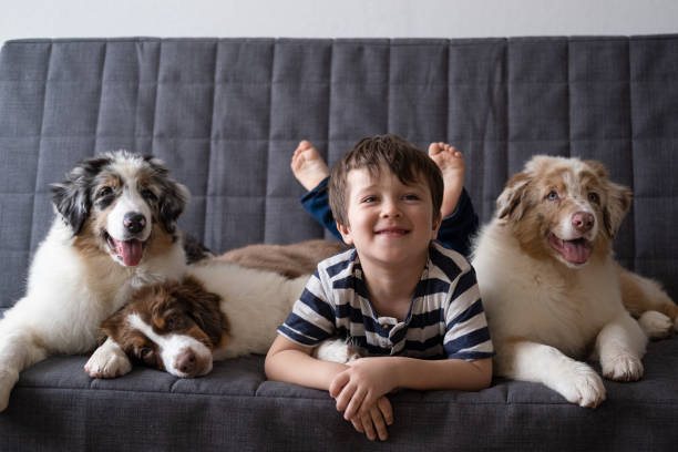 kleiner glücklicher junge mit drei australischen schäferhund welpen hund auf der couch - australian shepherd stock-fotos und bilder