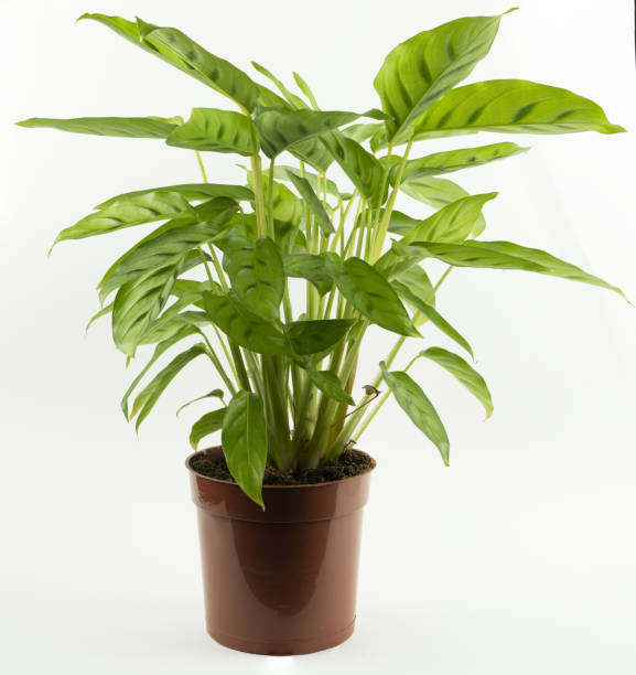 istock Calathea bachemiana in flowerpot with white background 1311493919