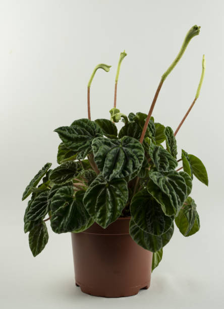 istock peperomia caperata in pot with white background 1311493970