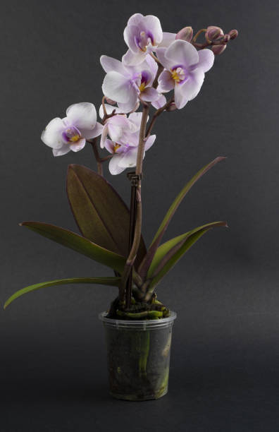 istock phalaenopsis amabilis in pot with black  background 1311494181