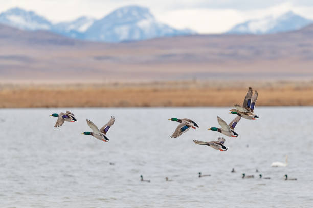 istock Mallard ducks flying over lake with snowcapped mountain background 1311495877