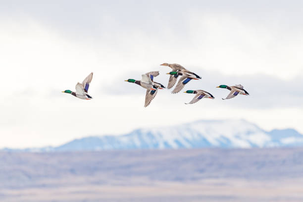 istock Mallard ducks flying over lake with snowcapped mountain background 1311495891