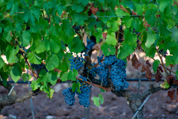 istock Ripe black or blue syrah wine grapes using for making rose or red wine ready to harvest on vineyards in Cotes  de Provence, region Provence, south of France 1311495984