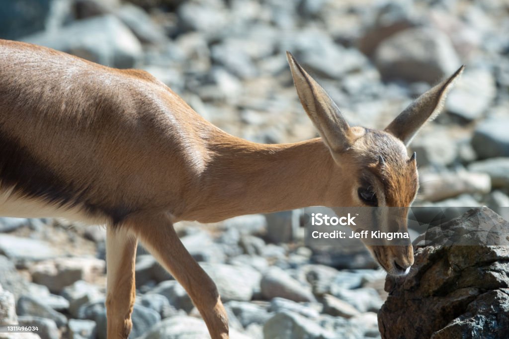 A close up of an Arabian Sand Gazelle (Gazella marica) in the rocks of the United Arab Emirates (UAE). Sir Bani Yas Stock Photo