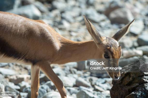 A Close Up Of An Arabian Sand Gazelle Stock Photo - Download Image Now