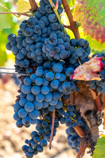 istock Ripe black or blue syrah wine grapes using for making rose or red wine ready to harvest on vineyards in Cotes  de Provence, region Provence, south of France 1311496402