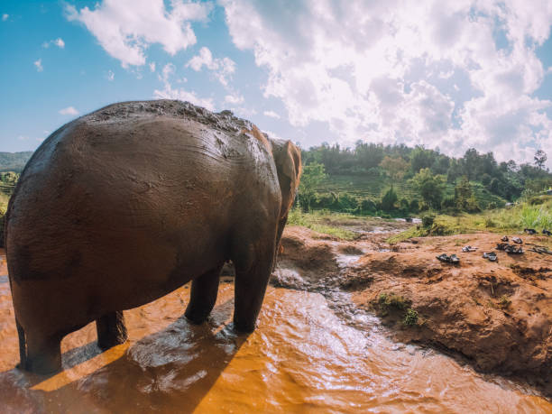 istock Elephants having a bath in the mud - Chang Mai region 1311496634
