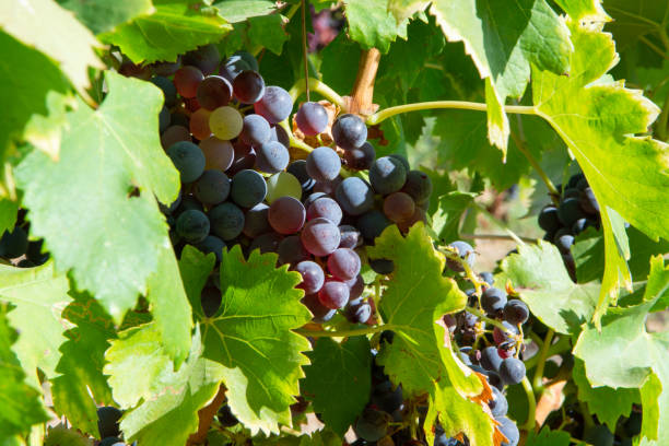 istock Ripe black or blue carignan wine grapes using for making rose or red wine ready to harvest on vineyards in Cotes  de Provence, region Provence, south of France 1311497483