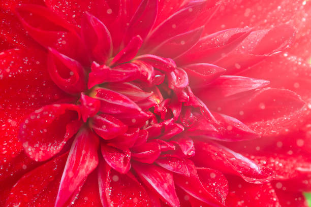 istock macro flower, red flower background 1311498265