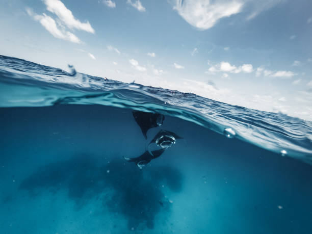 istock Manta rays feeding in the ocean - Maldives 1311500657