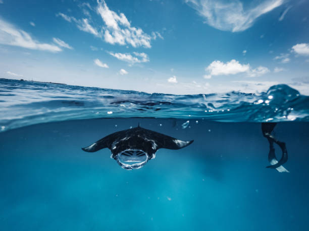 istock Manta rays feeding in the ocean - Maldives 1311500661