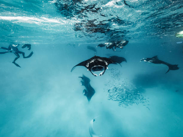 Many manta rays swimming together in the ocean