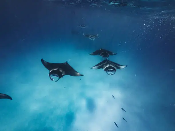 Manta rays feeding in the ocean - Maldives, Hanifaru Bay - Split view under and over water