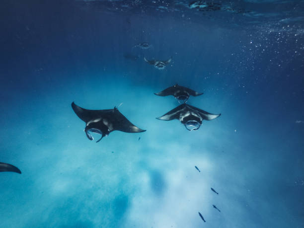 raios de manta se alimentando no oceano - maldivas - manta ray - fotografias e filmes do acervo