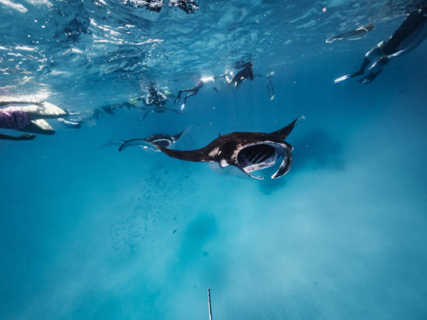 istock Many manta rays swimming together in the ocean 1311500676