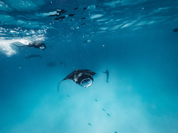 istock Manta rays feeding in the ocean - Maldives 1311500680