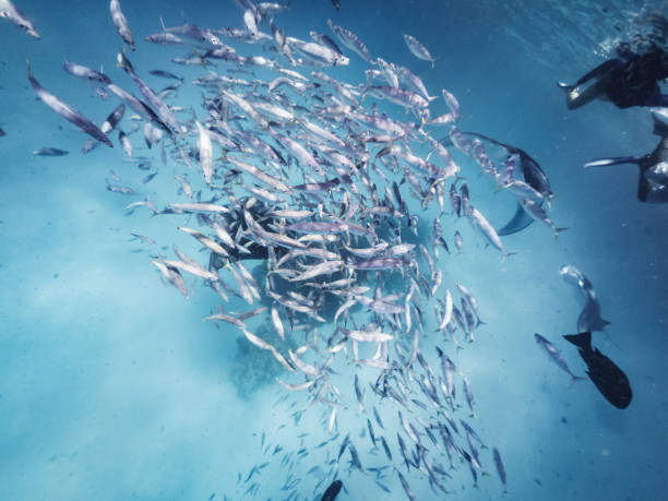 istock Many manta rays swimming together in the ocean 1311500681
