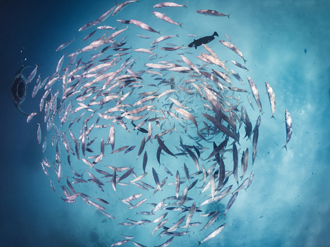 Fishes going in circle in the ocean