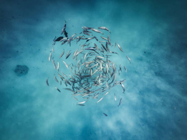 Fishes going in circle in the ocean