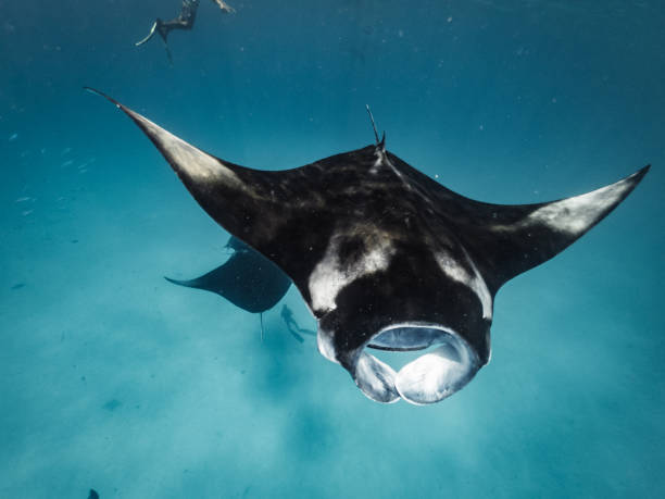 istock Many manta rays swimming together in the ocean 1311500723