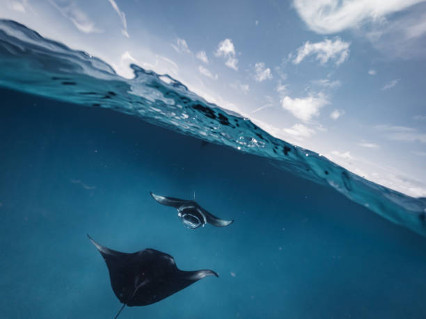 istock Manta rays feeding in the ocean - Maldives 1311500731