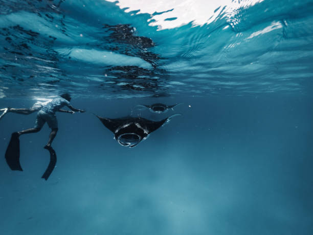 istock Many manta rays swimming together in the ocean 1311500733