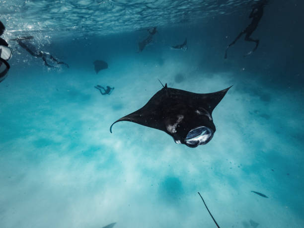 istock Many manta rays swimming together in the ocean 1311500734