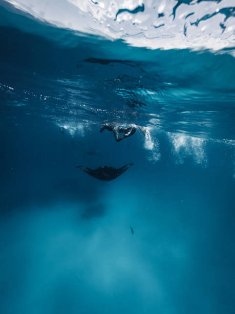 istock Manta rays feeding in the ocean - Maldives 1311500738