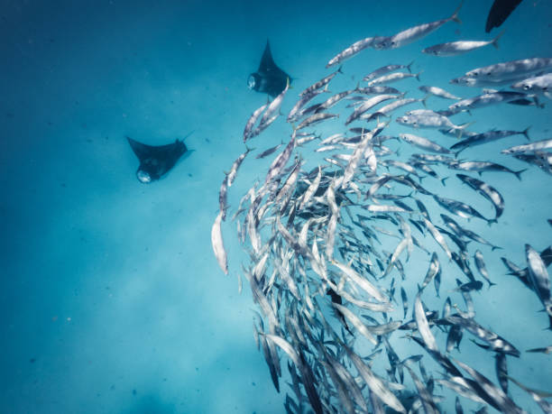 istock Many manta rays swimming together in the ocean 1311500838