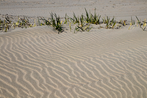 Rippled sand with marram grass at a coastal beach location