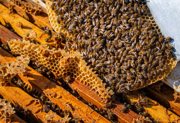 istock Large group of Bees in hive 1311502044