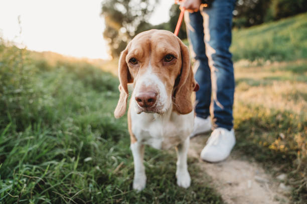 istock Portrait of a beagle with its owner 1311502071
