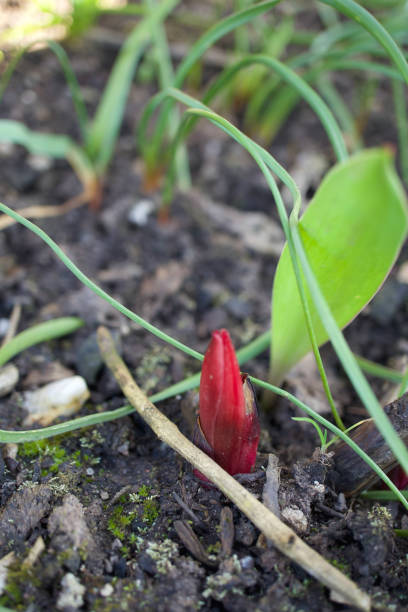 istock Nature Outdoor Photography from a bud 1311503052
