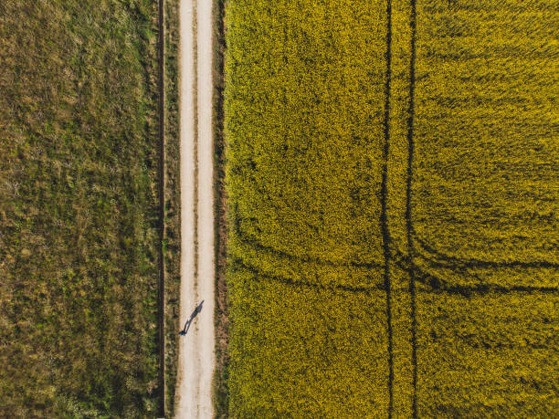 istock Rape and asparagus field lines in overhead view and a person walking between them. 1311503196