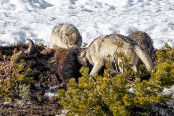 istock Wapiti Grey Wolf pack canines in Yellowstone National Park 1311503408