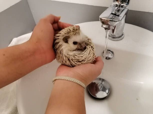 istock bathing a small African hedgehog from the ground 1311504480